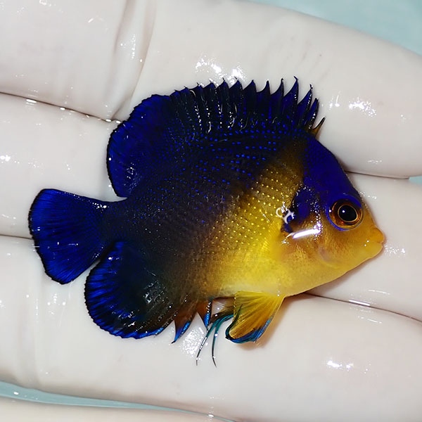 【現物31】sale スミレヤッコ 4.7cm±! 海水魚 ヤッコ 15時までのご注文で当日発送(t111
