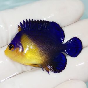 Small bright blue-and-yellow tropical fish resting on a gloved hand.