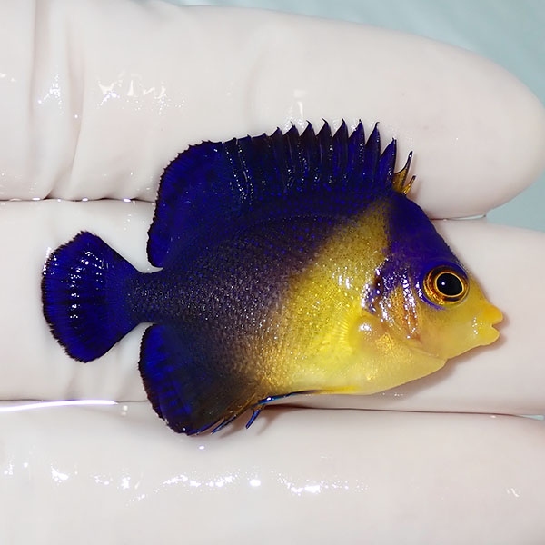 【現物32】sale スミレヤッコ 4cm±! 海水魚 ヤッコ 15時までのご注文で当日発送(t111