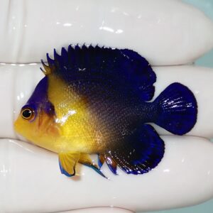 Small tropical fish with a bright blue body and yellow head being held on a gloved hand.