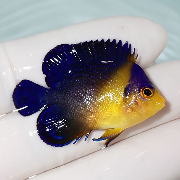 【現物33】sale スミレヤッコ 4.2cm±! 海水魚 ヤッコ 15時までのご注文で当日発送(t111