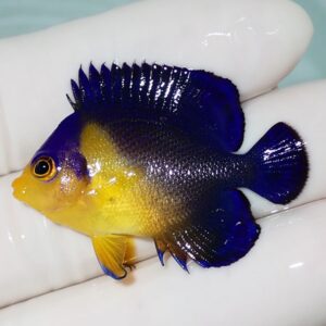 Small tropical fish with a yellow head and blue body, bright blue fins, held in a gloved hand for scale
