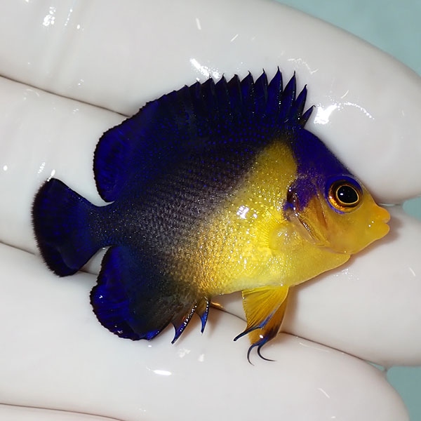 【現物34】sale スミレヤッコ 4cm±! 海水魚 ヤッコ 15時までのご注文で当日発送(t111