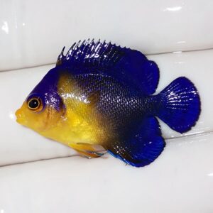 irm-a-2466 - AQUAGIFT 用品ショップ Bright yellow-headed tropical fish with royal blue body and fins, resting on a white surface.