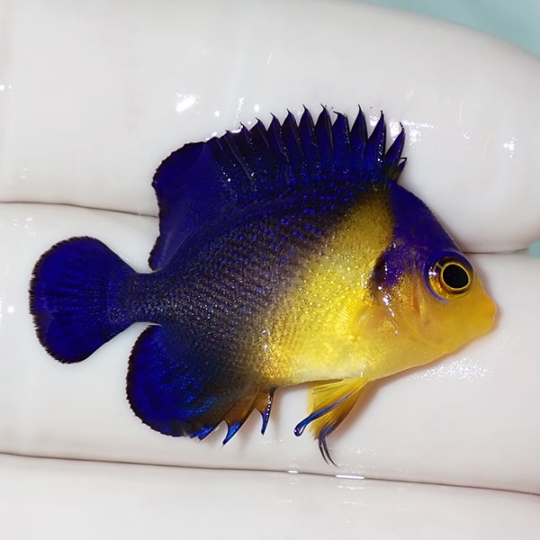 【現物35】sale スミレヤッコ 3.2cm±! 海水魚 ヤッコ 15時までのご注文で当日発送(t111