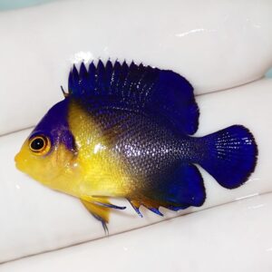 Small tropical fish with blue body and yellow face on a white background, close-up.