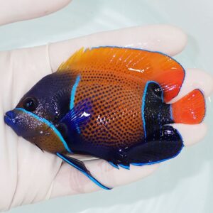 Colorful tropical fish with dark blue body, bright orange midsection, electric blue outlines, and a red tail held in a gloved hand.