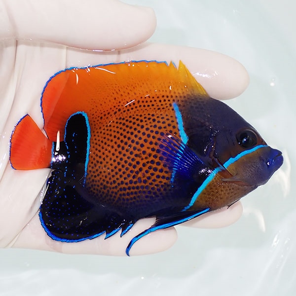 【現物4】粒エサOK イナズマヤッコ 9.5cm± ! 海水魚 ヤッコ 15時までのご注文で当日発送(t111(t207