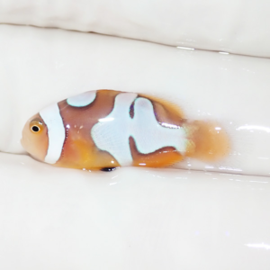 Small clownfish with blue and white patches on an orange body lying on a white surface.