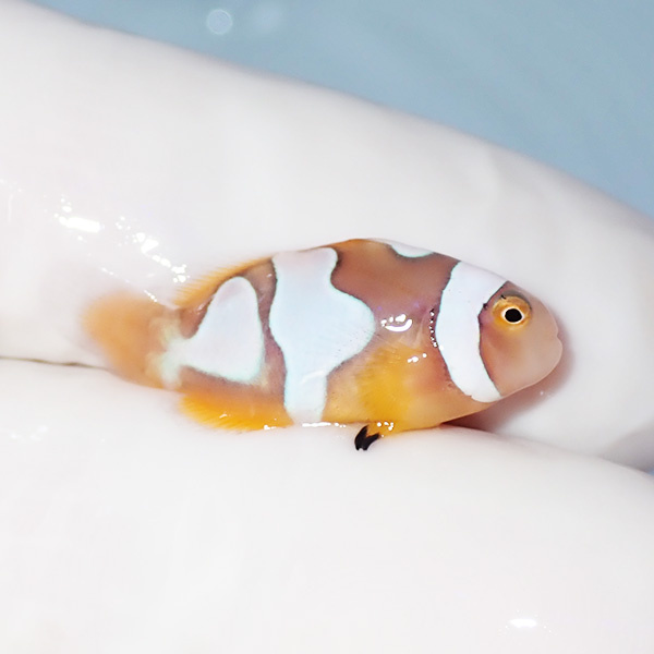 【現物4】ブラックピカソクラウン 2.5cm±! 海水魚 クマノミ 餌付け 15時までのご注文で当日発送(t115(t207