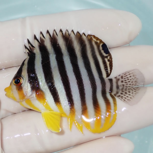 Small striped tropical fish with bold black and white vertical stripes and yellow fins held in a gloved hand.