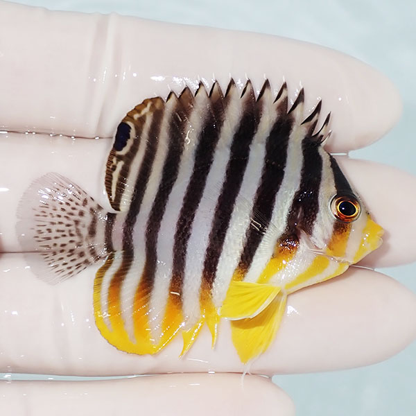 【現物25】シマヤッコ 5.8cm±! 海水魚 生体 15時までのご注文で当日発送(t111(t207