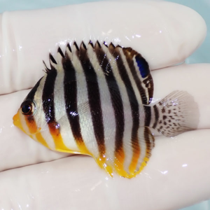 Small tropical fish with vertical black and white stripes and orange-yellow fins held on a gloved hand.