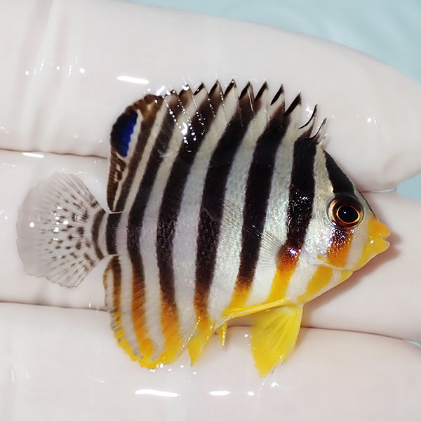 【現物26】シマヤッコ 4.3cm±! 海水魚 生体 15時までのご注文で当日発送(t111(t207