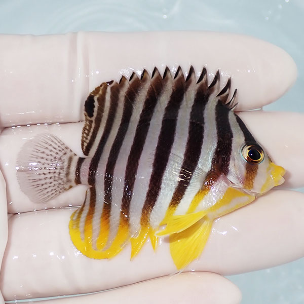 【現物27】シマヤッコ 5.7cm±! 海水魚 生体 15時までのご注文で当日発送(t111(t207