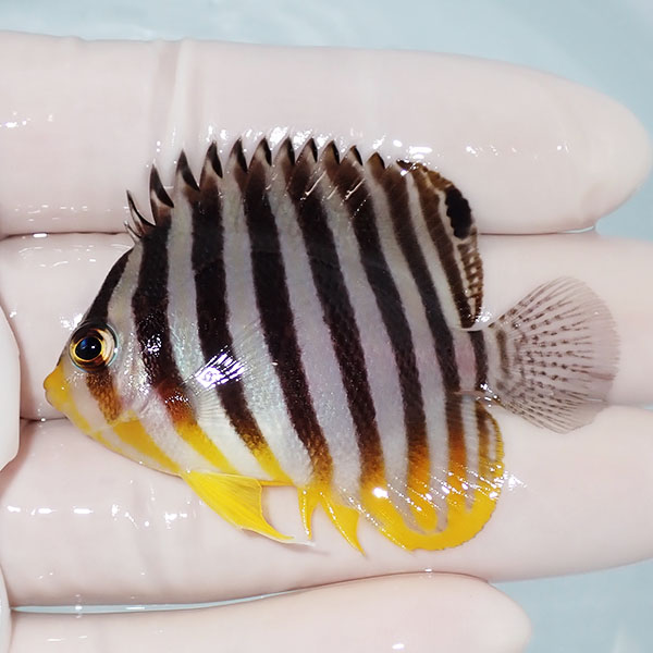 【現物27】シマヤッコ 5.7cm±! 海水魚 生体 15時までのご注文で当日発送(t111(t207
