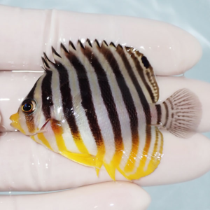 Small tropical fish with black vertical stripes and yellow fins, held between a gloved hand.