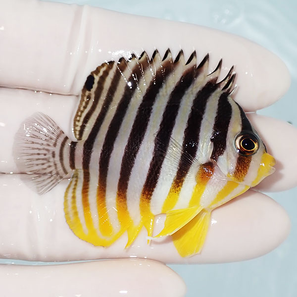 【現物28】シマヤッコ 5.8cm±! 海水魚 生体 15時までのご注文で当日発送(t111(t207