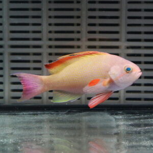 Pink tropical fish with vibrant orange and red fins swimming in an aquarium backdrop of a gridded filter panel.