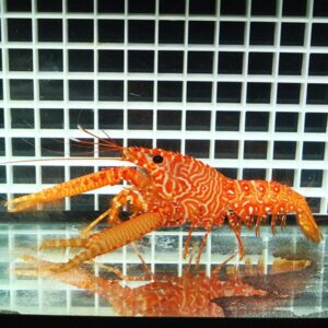 Bright orange lobster with large claws on a glass tank, grid-pattern background.