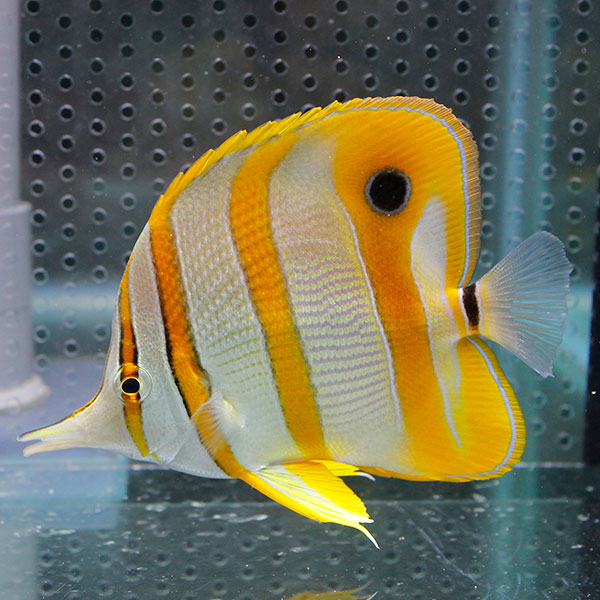 ハシナガチョウbig 10-13cm !海水魚 チョウチョウウオ 15時までのご注文で当日発送(t114