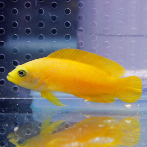 Bright yellow tropical fish swimming in a clear aquarium, shown in a side view with its reflection below the water surface