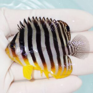 Small tropical fish with black and white vertical stripes and yellow fins held in a hand.