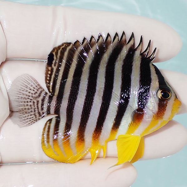 【現物29】シマヤッコ 6.5cm±! 海水魚 生体 15時までのご注文で当日発送(t111(t207