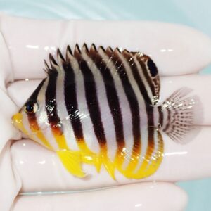 Small tropical fish with bold black and white vertical stripes and yellow fins being held in a gloved hand.