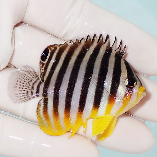【現物30】シマヤッコ 6cm±! 海水魚 生体 15時までのご注文で当日発送(t111(t207