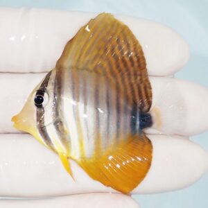 Small striped orange-and-yellow butterflyfish held between gloved fingers.