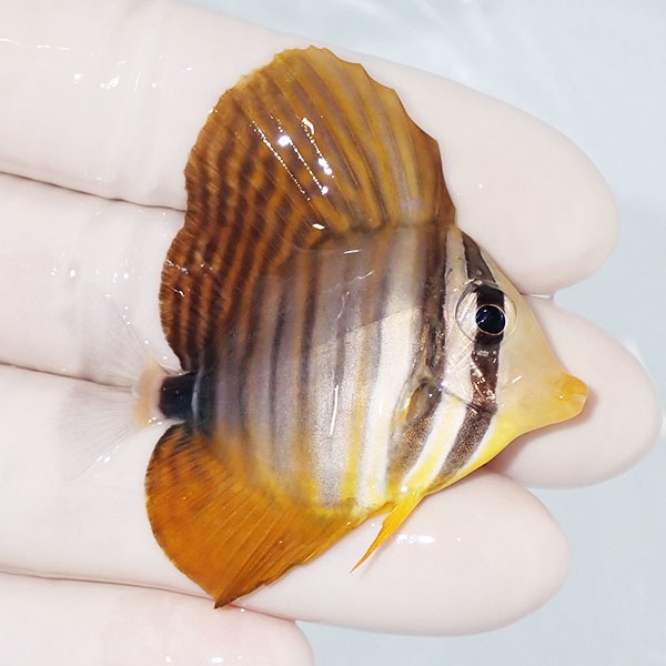 【現物9】スレ有り 粒エサOK インディアンセルフィンタン 5cm±! 海水魚 ハギ !15時までのご注文で当日発送【ハギ】(t119(t207