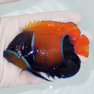 Small tropical fish with an orange body and vivid blue outlining on black fins, held in a gloved hand over clear water.