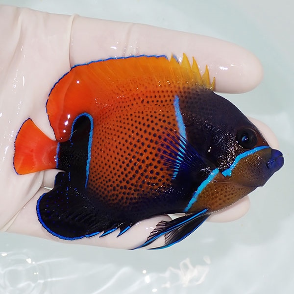【現物5】粒エサOK イナズマヤッコ 9.5cm± ! 海水魚 ヤッコ 15時までのご注文で当日発送(t111(t207