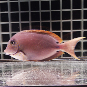 Purple oval aquarium fish with orange dorsal fin swimming near glass grid background.