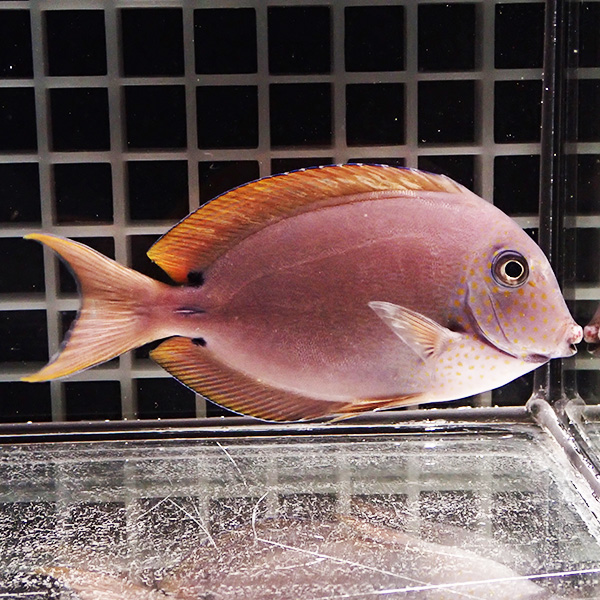 ナガニザ 6-8cm! 海水魚 ハギ 15時までのご注文で当日発送【ハギ】(t119