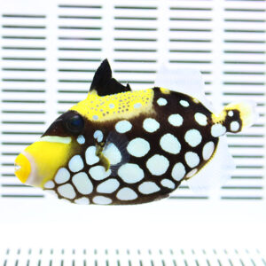 Colorful tropical fish with a yellow face and brown body covered in large white spots, swimming in front of a striped measurement backdrop.