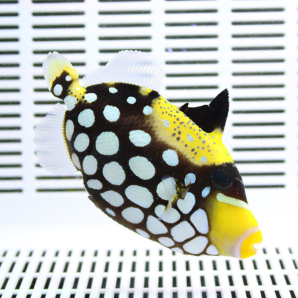 モンガラカワハギ S 5-7cm±! 海水魚 ハギ 餌付け【ハギ】15時までのご注文で当日発送【ハギ】(t119