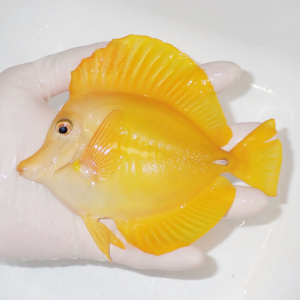 Yellow tropical fish (likely a yellow tang) being held in a gloved hand over a white background.