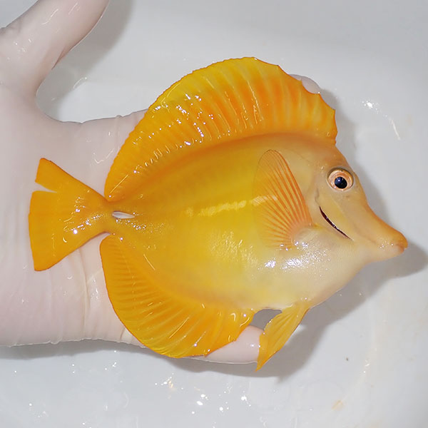 【現物】粒エサOK キイロハギ BIG 15cm± ! 海水魚 ハギ 餌付け 15時までのご注文で当日発送(t119(t207