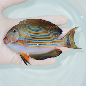 Small tropical fish with vivid blue and yellow horizontal stripes held in a pale hand over clear water.