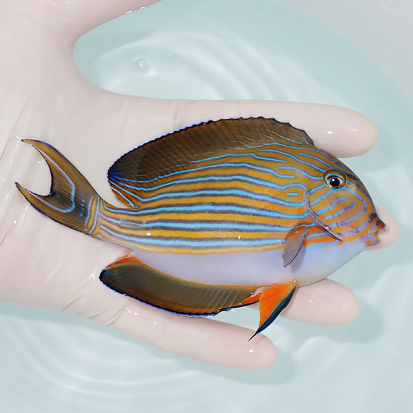 【現物3】ニジハギ 12cm±! 海水魚 ハギ  15時までのご注文で当日発送(t119(t207