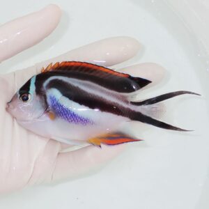 Small tropical fish with black, white, blue, and orange markings held in a gloved hand.