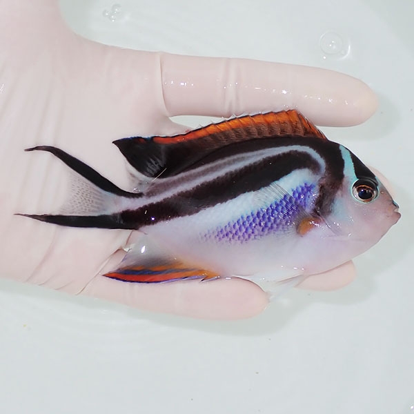 【現物2】ベルスエンゼル♀ （オーネイトエンゼル）11.5cm± !海水 生体 ヤッコ 15時までのご注文で当日発送(t111(t207
