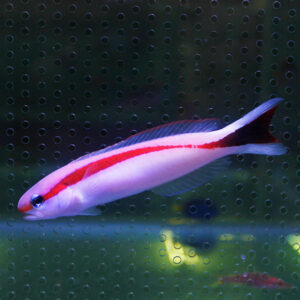 White fish with a red stripe swimming in an aquarium behind a perforated glass pane.