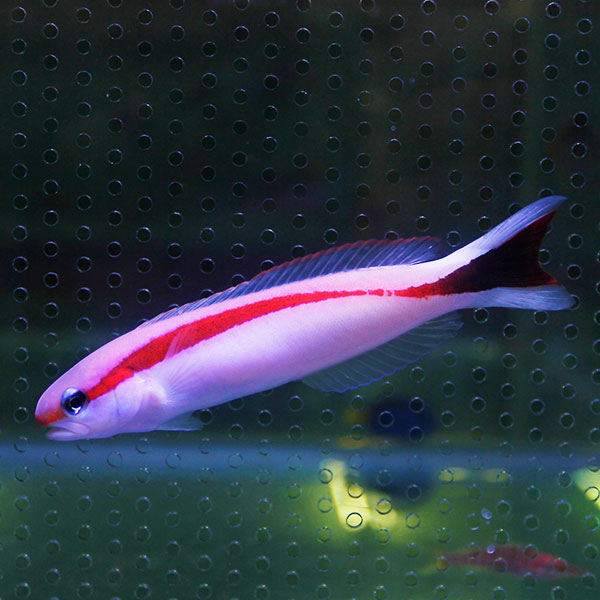 アカオビサンゴアマダイ 4-6cm±! 海水魚 アマダイ 15時までのご注文で当日発送【アマダイ】