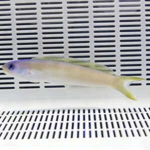 Pale yellow fish with a purple-tinged head swimming in a white tank with vented back panel.