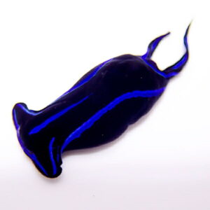 Dark blue glass fish sculpture with vivid electric-blue stripes on a white background.