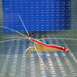 Red-and-white freshwater shrimp with very long antennae in a clear aquarium.