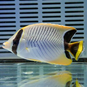 Butterflyfish with a white body, blue vertical stripes, and a yellow tail swimming in an aquarium tank.